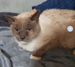 Lost Male Cat last seen Near Farmbrook Road Gastonia, NC (Southgate Subdivision), Gastonia, NC 28056