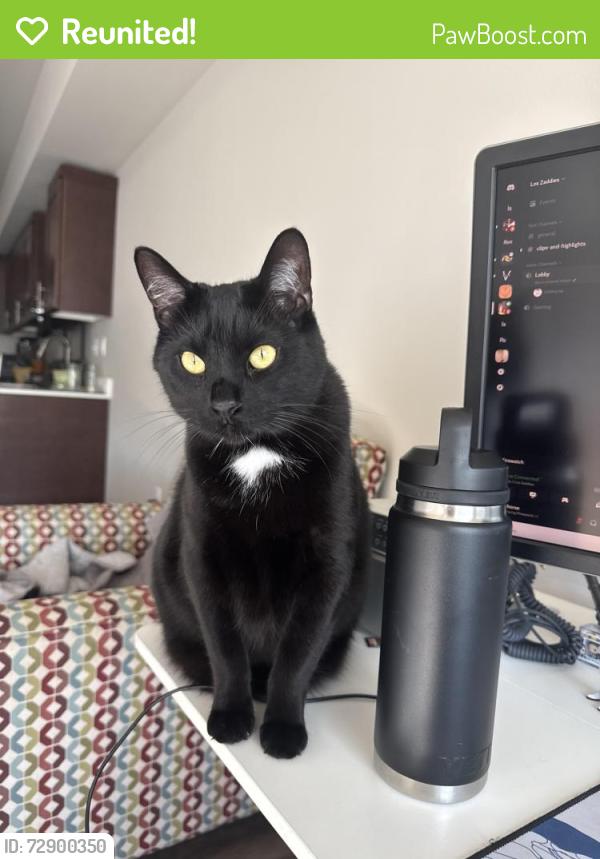Reunited Male Cat last seen Escaped through my front window at 10:57pm, Arlington, WA 98223