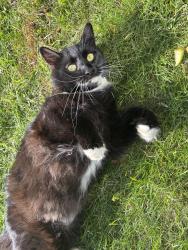 Found/Stray Female Cat last seen By Trinity Lutheran Church, Kalamazoo, MI 49007