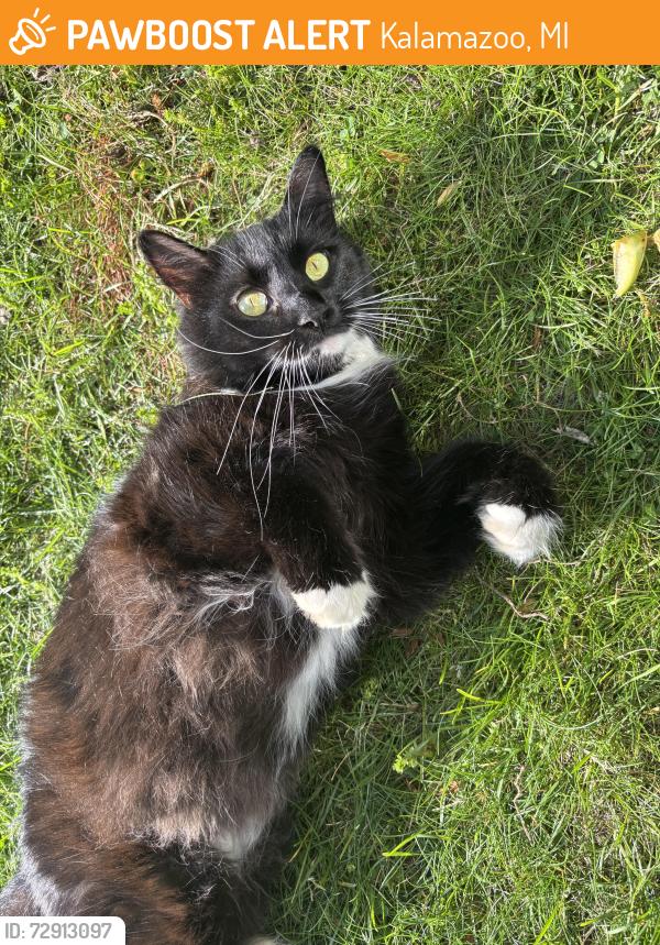 Found/Stray Female Cat last seen By Trinity Lutheran Church, Kalamazoo, MI 49007