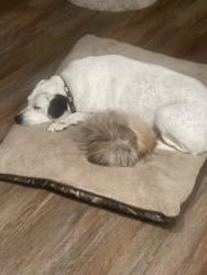 Reunited Male Dog last seen Harold Dr in Woodson Terrace , Airport Township, MO 63134