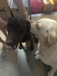 Reunited Male Dog last seen Sterling hills, FL, Spring Hill, FL 34609