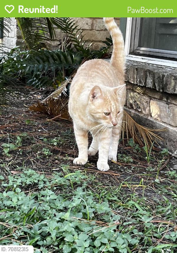 Reunited Male Cat last seen HWY 6 & Westheimer , Houston, TX 77077