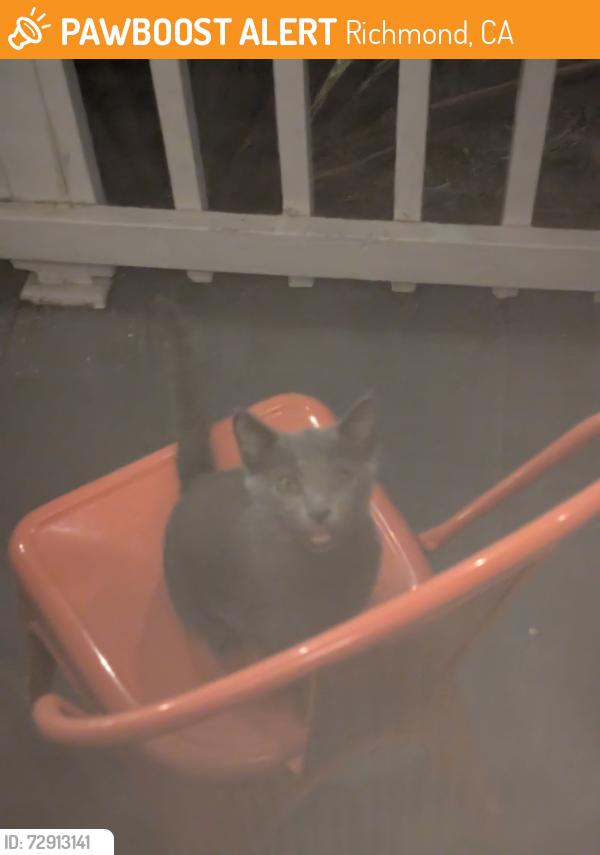 Found/Stray Unknown Cat last seen Cat seems to not be feral but is running around the neighborhood and doesn't understand cars/roads, Richmond, CA 94801