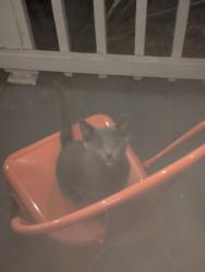 Found/Stray Unknown Cat last seen Cat seems to not be feral but is running around the neighborhood and doesn't understand cars/roads, Richmond, CA 94801