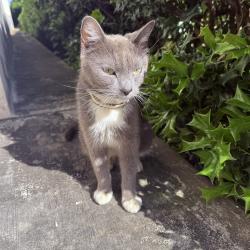 Found/Stray Female Cat last seen Brooks Museum, Overton Park, Memphis, TN 38104