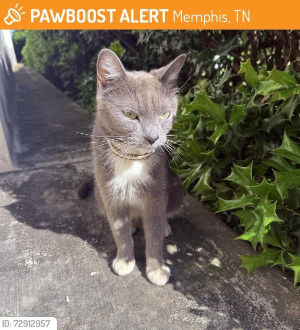 Found/Stray Female Cat last seen Brooks Museum, Overton Park, Memphis, TN 38104