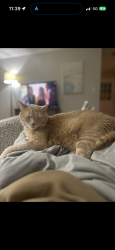 Reunited Male Cat last seen Creekside dr and prairie lane, Parkville, MO 64152
