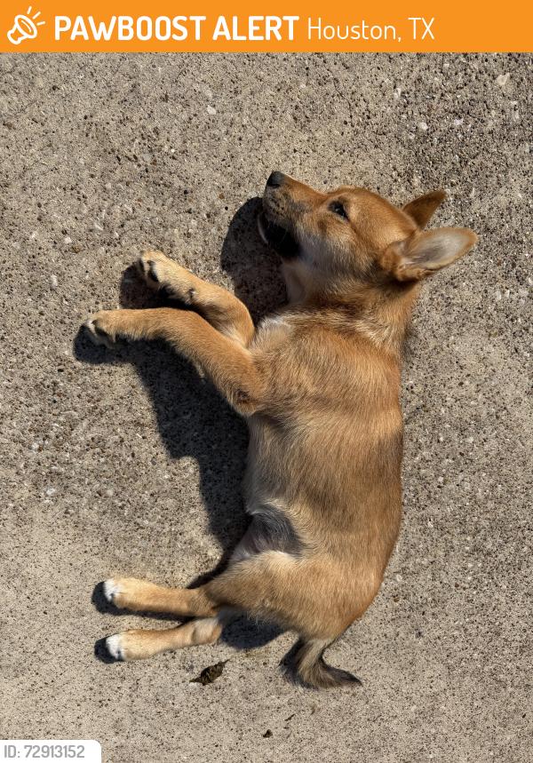 Found/Stray Female Dog last seen Stella link and 610, Houston, TX 77025