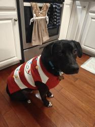 Reunited Male Dog last seen Near Warren Lane, Fairfax, VA 22030