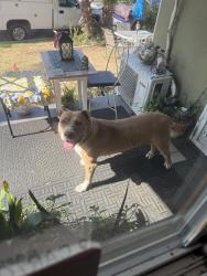 Reunited Female Dog last seen In front of my home , San Diego, CA 92114