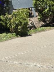 Found/Stray Unknown Cat last seen Tresser blvd, Stamford, CT 06901
