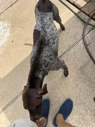 Reunited Male Dog last seen Near Besinger , San Antonio, TX 78254