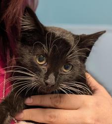 Shelter Stray Female Cat last seen Near W 3500 S, WEST VALLEY CITY, UT, 84119, Taylorsville, UT 84123