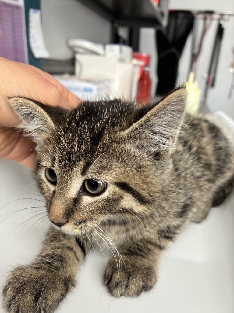 Shelter Stray Male Cat last seen Near E Downington Avenue, SALT LAKE CITY, UT, 84115, 511 W 3900 S, Salt Lake City, UT 84123, USA