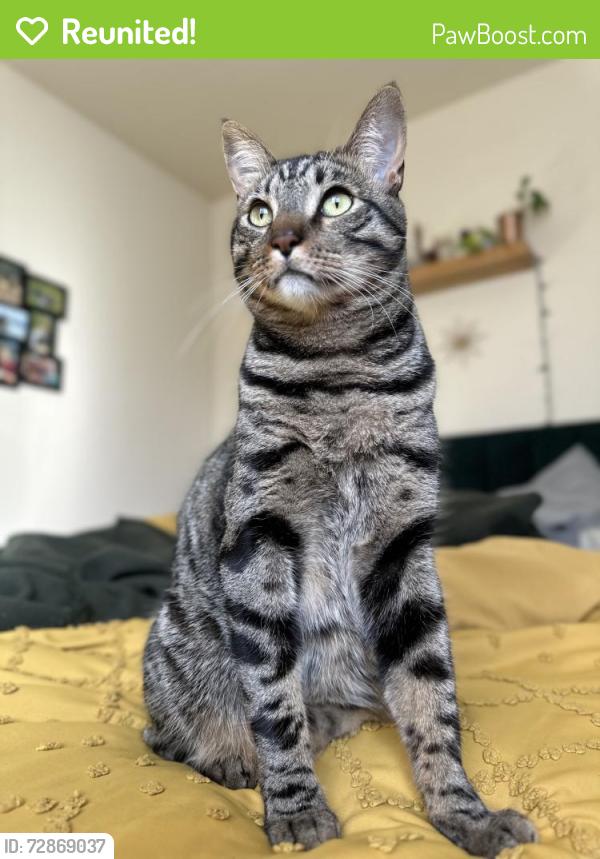 Reunited Male Cat last seen Cameron Park Drive, La Canada , Cameron Park, CA 95682