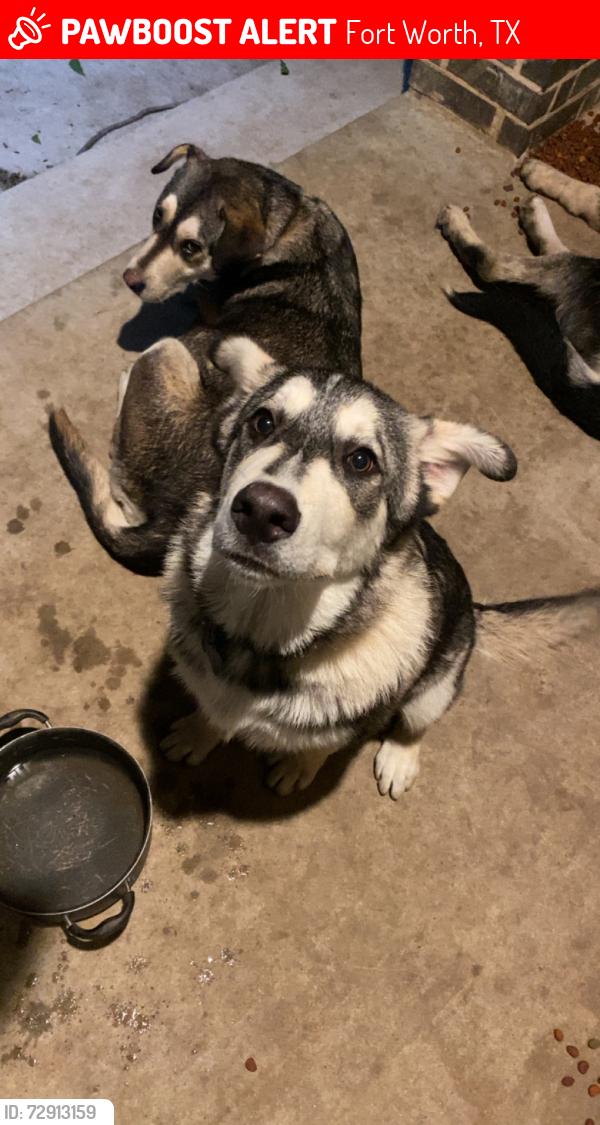 Lost Male Dog last seen Prairie dog park , Fort Worth, TX 76119