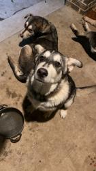 Lost Male Dog last seen Prairie dog park , Fort Worth, TX 76119