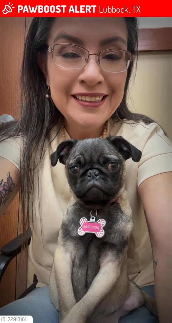 Lost Female Dog last seen Dartmouth and Elgin, Lubbock, TX 79401