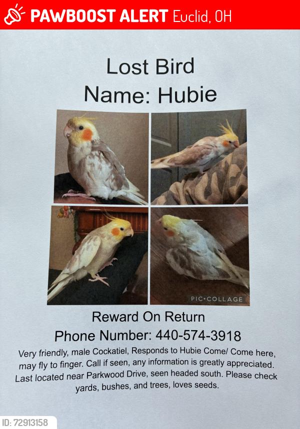 Lost Male Bird last seen Harrington and 260 th, Euclid, OH 44132