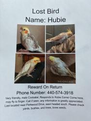 Lost Male Bird last seen Harrington and 260 th, Euclid, OH 44132