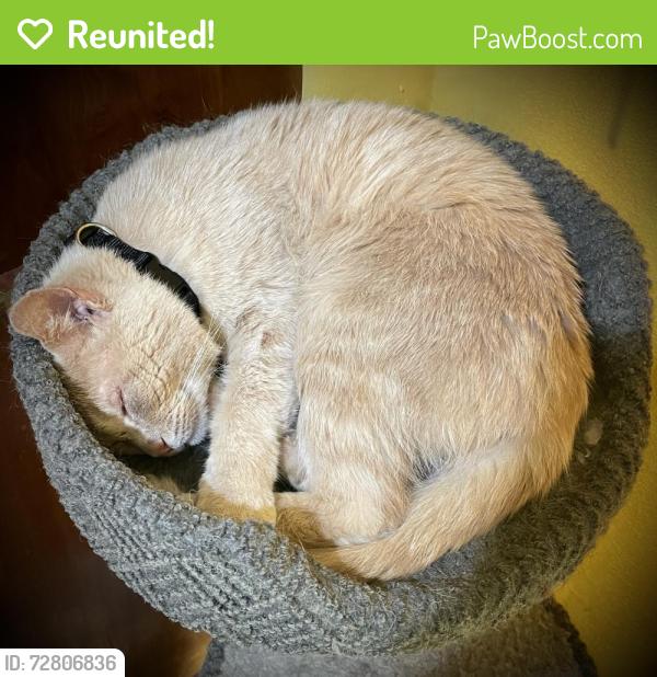 Reunited Male Cat last seen Ridgepoint Run and Wilson Downing Rd, Lexington, KY 40517