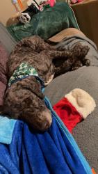Reunited Male Dog last seen Magnolia Street, Lincoln, AL 35096
