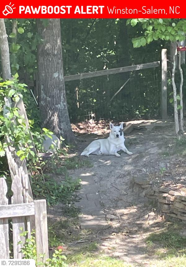 Lost Male Dog last seen Kimmel Farm / flt Rock schools , Winston-Salem, NC 27127