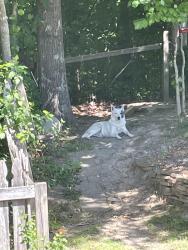 Lost Male Dog last seen Kimmel Farm / flt Rock schools , Winston-Salem, NC 27127