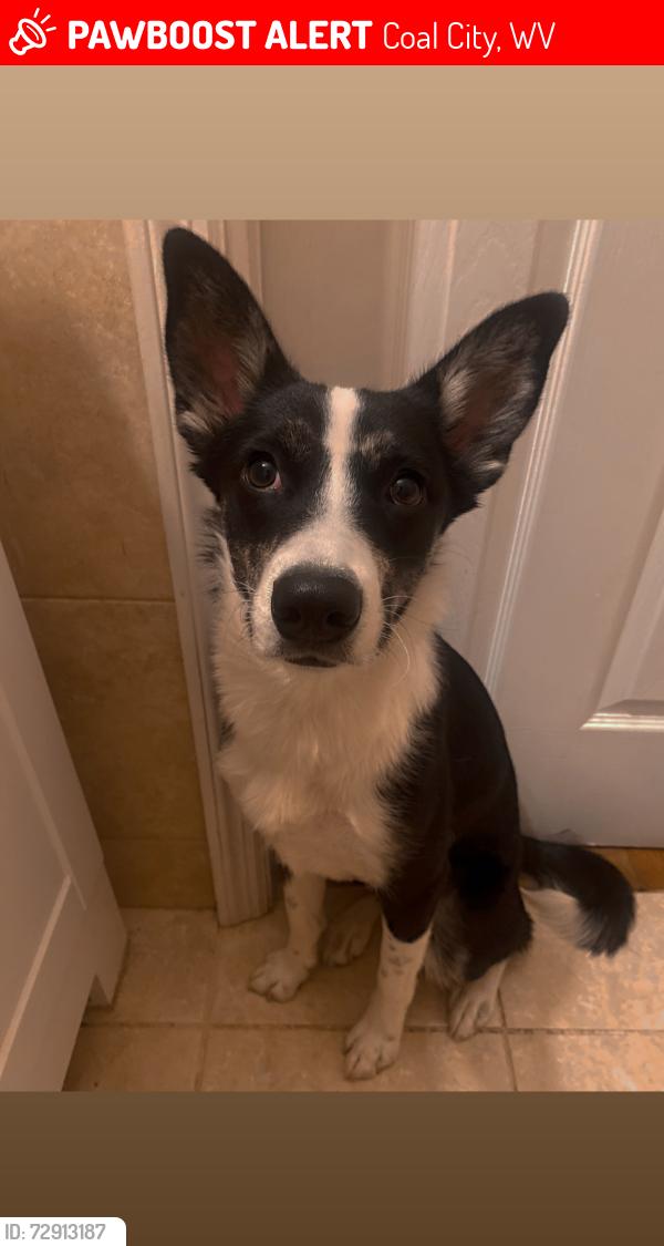 Lost Female Dog last seen On Parker St in Coal City, WV, Coal City, WV 25823