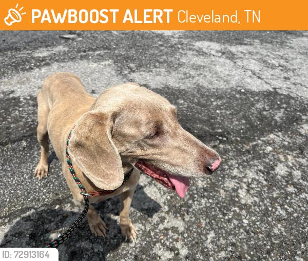 Found/Stray Male Dog last seen Hannah Dr / Blythe, Cleveland, TN 37323