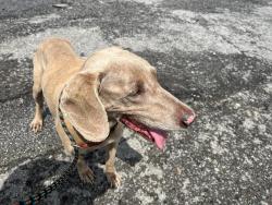 Found/Stray Male Dog last seen Hannah Dr / Blythe, Cleveland, TN 37323