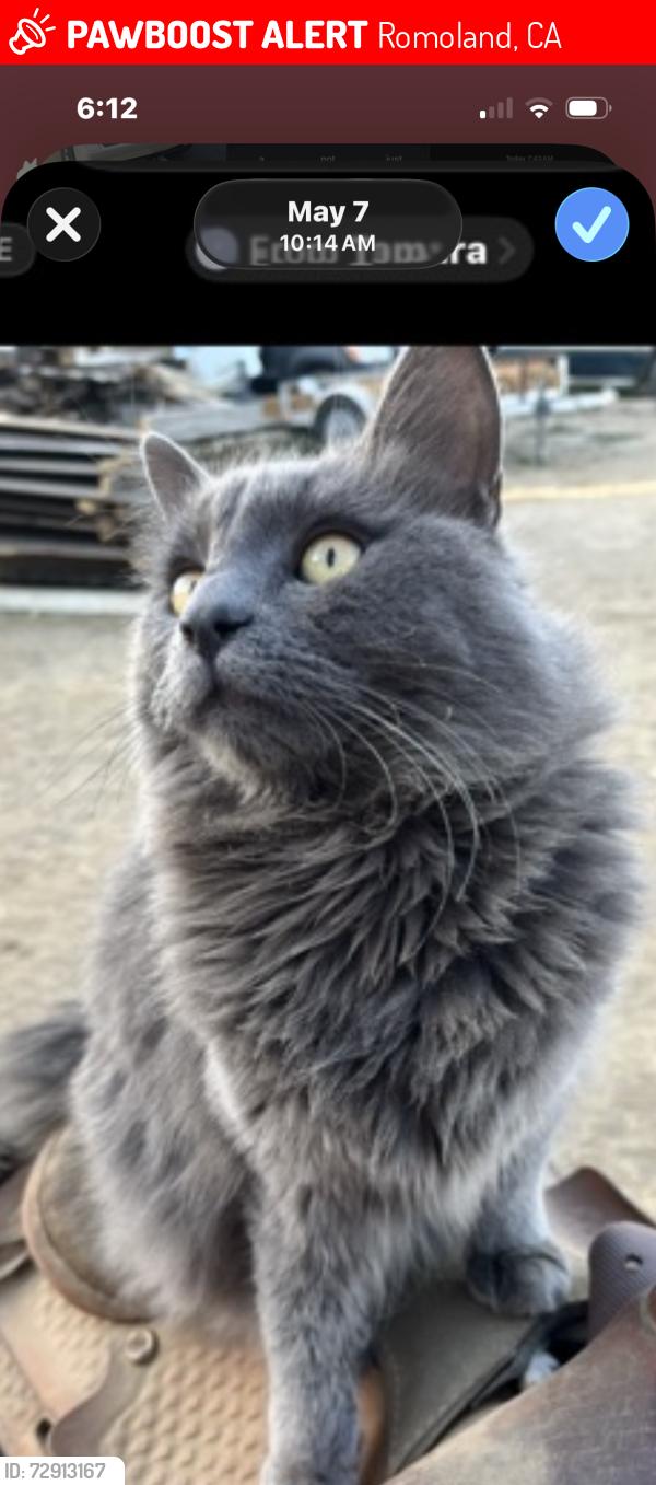 Lost Male Cat last seen Ellis Ave / pico, Romoland, CA 92585