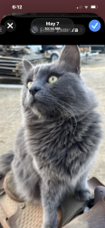 Lost Male Cat last seen Ellis Ave / pico, Romoland, CA 92585