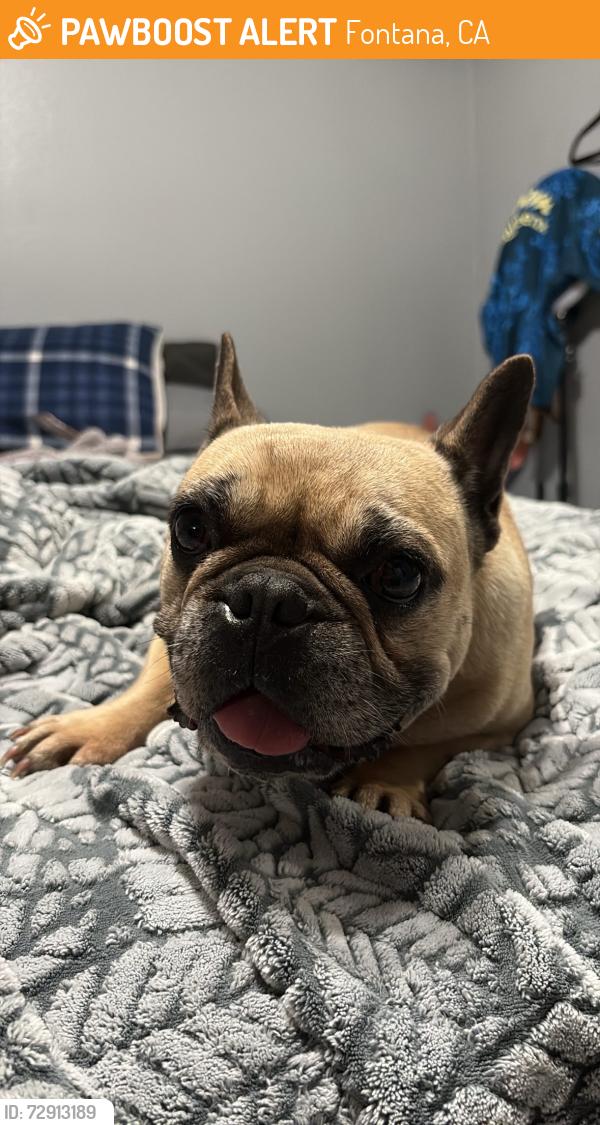 Found/Stray Female Dog last seen Hemlock and Foothill, Fontana, CA 92335