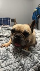 Found/Stray Female Dog last seen Hemlock and Foothill, Fontana, CA 92335