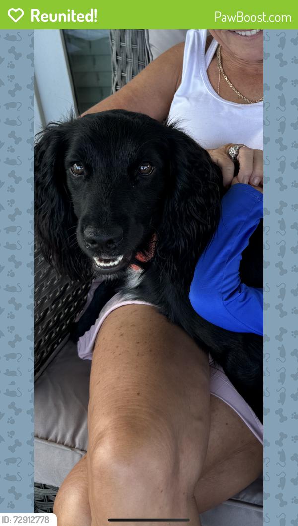 Reunited Male Dog last seen Llandfair Mobile Al, Mobile, AL 36608