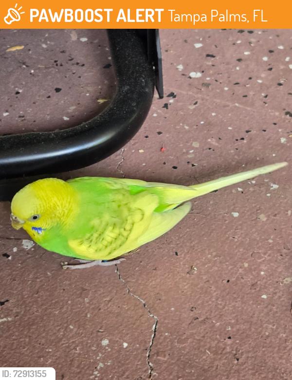 Found/Stray Unknown Bird last seen cross creek blvd., Tampa Palms, FL 33647