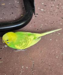 Found/Stray Unknown Bird last seen cross creek blvd., Tampa Palms, FL 33647