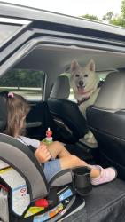 Reunited Female Dog last seen Last scene Euchee Trail heading towards Canterbury, Grovetown, GA 30813