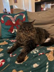 Reunited Male Cat last seen Warm Springs Rd & E Lake Mead Pkwy, Henderson, NV 89015
