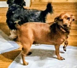 Reunited Female Dog last seen N. Waldrip S.t., Grand Saline, TX 75140