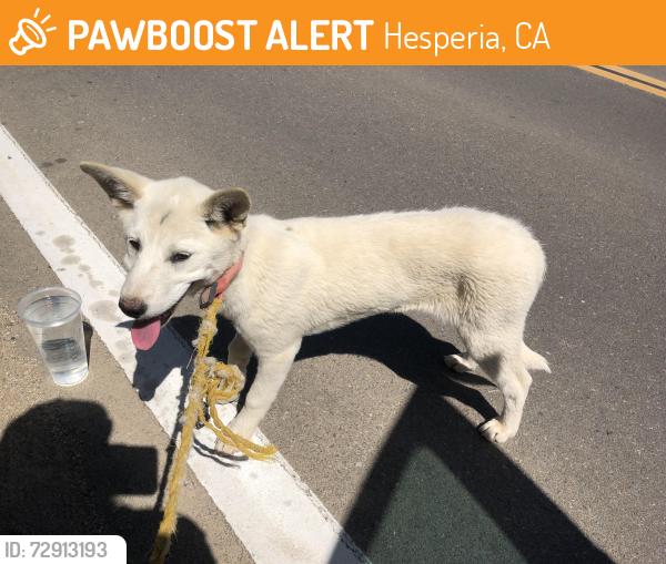 Found/Stray Female Dog last seen Smoke Tree Rd / Barada Rd, Hesperia, CA 92344