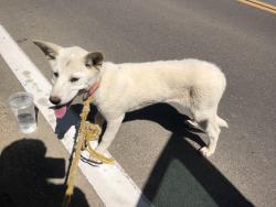 Found/Stray Female Dog last seen Smoke Tree Rd / Barada Rd, Hesperia, CA 92344