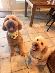Reunited Male Dog last seen Near McDaniel dr, Magnolia, TX 77354
