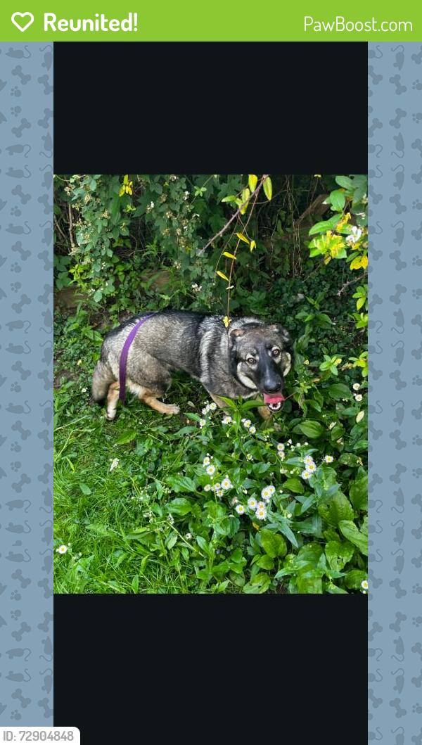 Reunited Female Dog last seen Amoco,kingmont WV, Pleasant Valley, WV 26554