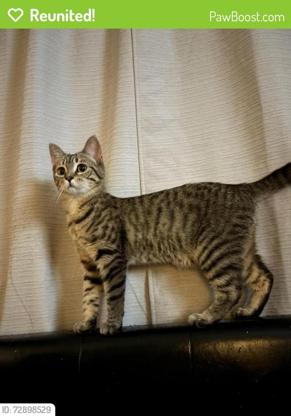 Reunited Female Cat last seen Hinton Ave South and 80 street are the cross streets , Cottage Grove, MN 55016