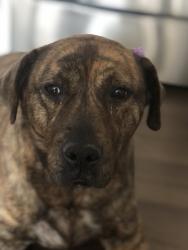 Reunited Female Dog last seen Near Bardwell Rd, Greensboro, NC 27410, USA, Greensboro, NC 27410