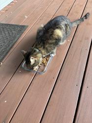 Found/Stray Male Cat last seen Vernon View Drive / Westfield St, Fort Hunt, VA 22308