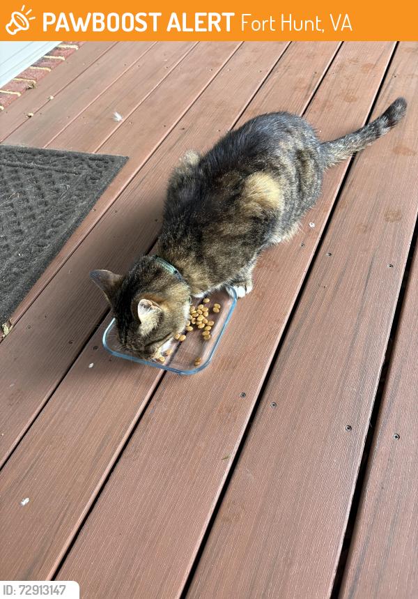 Found/Stray Male Cat last seen Vernon View Drive / Westfield St, Fort Hunt, VA 22308
